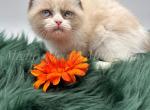 Lamb orghini - Minuet Kitten For Sale - 