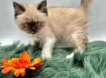 Ewe la la - Minuet Kitten For Sale - 