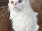 Wilma - Maine Coon Cat For Sale/Service - Atlanta, GA, US