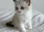 ARTofCATS - Ragdoll Kitten For Sale - Miami Beach, FL, US