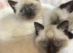 Seal Point Siamese - Siamese Kitten For Sale - 