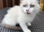 Ragdoll Male - Ragdoll Kitten For Sale - Gurnee, IL, US