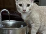 Dandelion - Domestic Kitten For Adoption - AZ, US