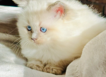 JAMES PUREBRED GORGEOUS KITTENS READY NOVEMBER 26 - Ragdoll Kitten For Sale - 