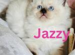 Sasha and Duke kittens - Ragdoll Kitten For Sale - 