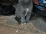 magic - American Shorthair Kitten For Sale - 