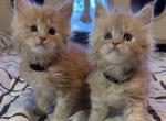 Purebred Maine Coon Kittens - Maine Coon Kitten For Sale - Blaine, WA, US