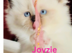 JOYZIE PUREBRED GORGEOUS KITTENS READY NOVEMBER 26 - Ragdoll Kitten For Sale - Mount Joy, PA, US