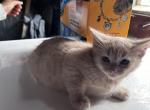 akiri - American Shorthair Kitten For Sale - 