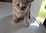 jr - American Shorthair Kitten For Sale - Lanham, MD, US