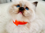 JASPER PUREBRED GORGEOUS KITTENS READY NOVEMBER 26 - Ragdoll Kitten For Sale - Mount Joy, PA, US