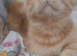 Frank - Scottish Fold Kitten For Sale - 