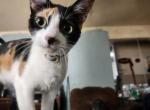 Patches - Domestic Cat For Adoption - Rockdale, TX, US