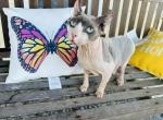 Sphynx Seal Point - Sphynx Cat For Sale - Indianapolis, IN, US