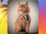 Theo - Maine Coon Kitten For Sale - Seattle, WA, US