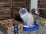 Charlie - Ragdoll Cat For Sale/Retired Breeding - 