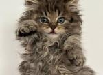 Burrito BestKitty Scottish Straight Male - Scottish Straight Kitten For Sale - 