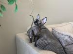 Black Patched Tabby Female Kitten - Sphynx Kitten For Sale - San Marcos, CA, US