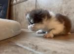 Cesar - Exotic Kitten For Sale - 