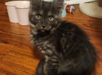 Miyo's babies - Maine Coon Kitten For Sale - Colorado Springs, CO, US