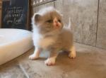 Cotton - Exotic Kitten For Sale - 