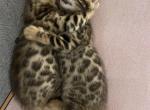 Venus'  boys - Bengal Kitten For Sale - Chula Vista, CA, US