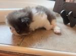 Chase - Exotic Kitten For Sale - 