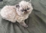 Persian kitten silverpoint male - Persian Kitten For Sale - MA, US