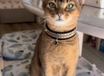 Yabi - Abyssinian Kitten For Sale - 