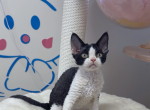 Mickey and Minnie - Devon Rex Kitten For Sale - 