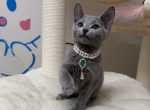 Monica - Russian Blue Kitten For Sale - San Jose, CA, US