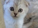 Body - Scottish Fold Kitten For Sale - 