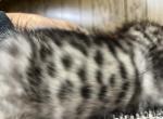 Ian - Savannah Kitten For Sale - 