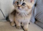 Mars - Scottish Straight Kitten For Sale - 