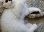 Marshmallow - Scottish Straight Kitten For Sale - Citrus Heights, CA, US