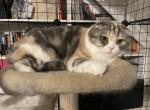 Alice - Scottish Fold Cat For Sale - 