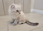 Full Curl Boy - Highlander Kitten For Sale - 