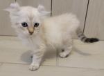 Full Curl Girl - Highlander Kitten For Sale - 