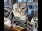 Xane - Scottish Fold Kitten For Sale - 