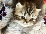 Penelopes Kittens - Persian Kitten For Sale - 