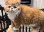 CFA RED TABBY AND WHITE - Exotic Kitten For Sale - 