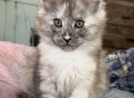 Jill Beans A3 - Maine Coon Kitten For Sale - Pepperell, MA, US