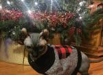 Elf sphynx males - Sphynx Cat For Sale - Thurmont, MD, US