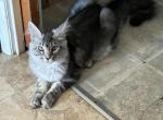 Annie - Maine Coon Cat For Sale - Absarokee, MT, US