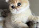 J litter - British Shorthair Kitten For Sale - Staten Island, NY, US