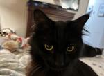 Louise - Domestic Cat For Sale - 