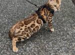 Bengal Kira - Bengal Kitten For Sale - 