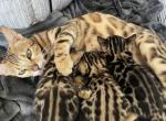 Kira Bengal - Bengal Kitten For Sale - 