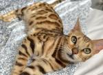 Kira - Bengal Kitten For Sale - 