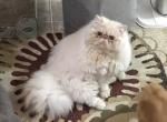 Yeti - Persian Cat For Sale/Retired Breeding - 